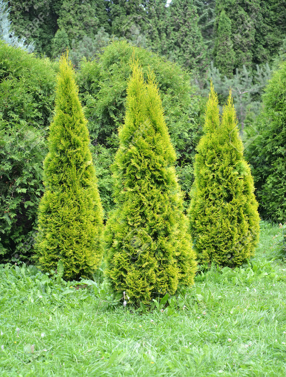 153030299-thuja-western-variety-golden-smaragd-thuja-occidentalis-l-group-landing